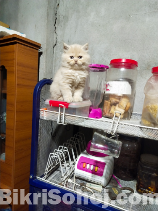 persian male and female cat